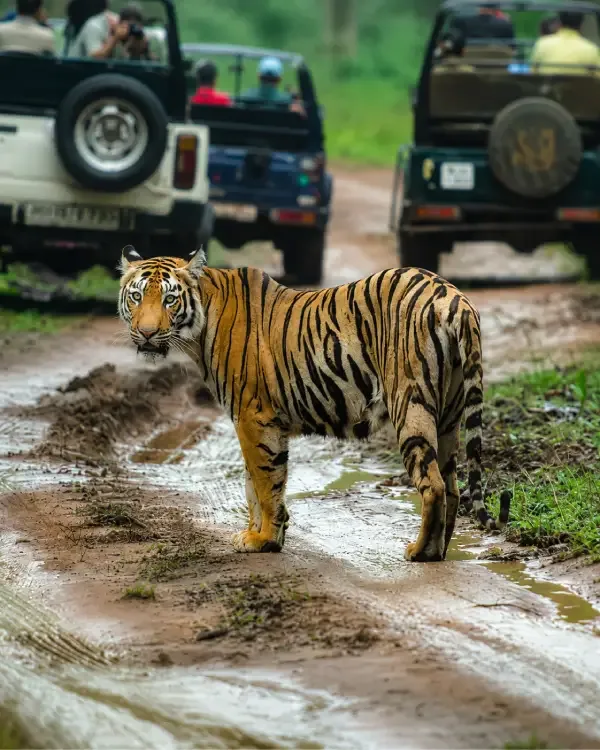 Wildlife